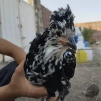 مرغ گلین و لری|حیوانات مزرعه|فولادشهر, A3|دیوار