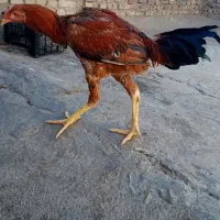 جوجه خروس و مرغ لاری اصیل|حیوانات مزرعه|زاهدان, |دیوار