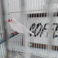 فنچ بالغ نر