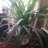 گل پاندانوس بزرگ