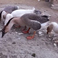 قوغاز