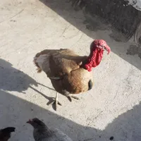 بودقلمو نر