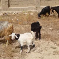 10 تا بز کهره دار