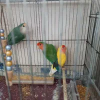 طوطی برزیلی