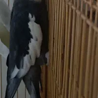 عروس هلندی نر بالغ آماده جفت