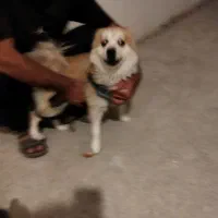 فروش حیوان خانگی سگ پامر روباه۴|سگ|محمدشهر, شهرک پیام (مهرالبرز)|دیوار