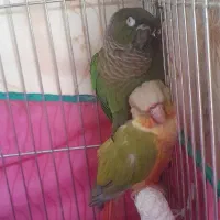 طوطی گرینچیک|پرنده|تهران, شهرک صدرا|دیوار