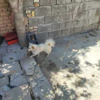 سگ روباهی|سگ|شیراز, بازار|دیوار