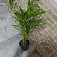 گل طبیعی|گل و گیاه طبیعی|زابل, |دیوار