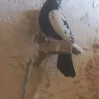 کبوتر.کفتر سینه کله سوسکی