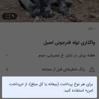 سگ قهدری جانی