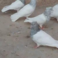 کبوتر کله الماسی وآبی|پرنده|قم, دورشهر|دیوار