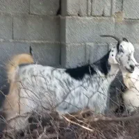 فروش بز در شهرستان جم