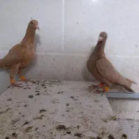 کبوتر زرد کرمونی