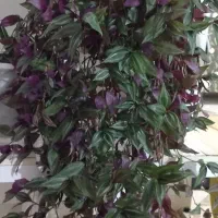 گل طبیعی|گل و گیاه طبیعی|شیروان (خراسان), |دیوار