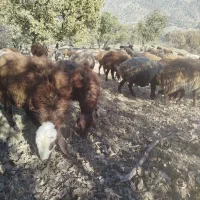 میش جوان داشتی