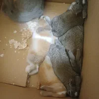 چندعددخرگوش بفروش میرسد رویان