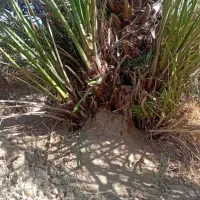 فروش انواع پاجوش|گل و گیاه طبیعی|اهواز, دغاغله|دیوار