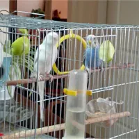 یک جفت مرغ عشق زیبا|پرنده|صدرا-فارس, فاز ۱|دیوار