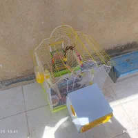عروس هلندی با وسایل|پرنده|تهران, قصر فیروزه ۲|دیوار