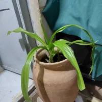 گل برگ موزی