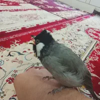 پرنده|پرنده|اصفهان, قائمیه|دیوار