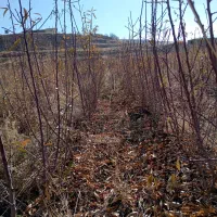 تولید و عرضه نهال بادام اصلاح شده مرودشت|خدمات باغبانی و درختکاری|مرودشت, ثبت احوال|دیوار