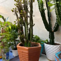 گل و گیاه|گل و گیاه طبیعی|ورامین, ورامین|دیوار