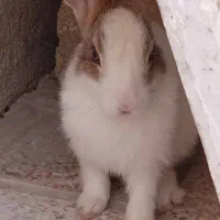 خرگوش