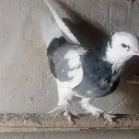 شازده آبی|حیوانات|نقده, |دیوار