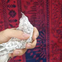 جوجه عروس هلندی ایزابلا دستی|پرنده|تهران, افسریه|دیوار
