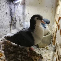 سینه خال ساده کبوتر چپ|پرنده|مشهد, شهید قربانی|دیوار