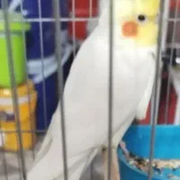 پرنده زینتی|پرنده|بندر دیر, |دیوار