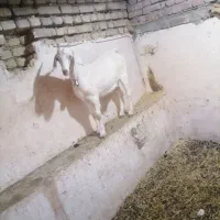 بز سانن اصل|حیوانات مزرعه|خوی, |دیوار