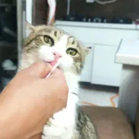 واگذاری رایگان واکسن زده شناسنامه دار نژادDLH