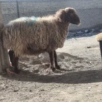 گوسفند زنده جهت مصارف خانگی ارسالی