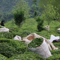 چای اصل بهاره ۱۴۰۵ لاهیجان