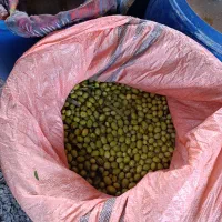 انجیر خشک و زیتون طارم|خوردنی و آشامیدنی|چورزق, |دیوار