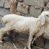 بفروش می‌رسد