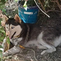 سگ هاسکی|سگ|گرگان, |دیوار