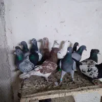 کفتر پرشی|پرنده|مشهد, ابرغن|دیوار