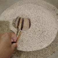 دانه گیاهی