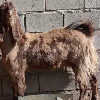 حیوان|حیوانات مزرعه|هیرمند, |دیوار