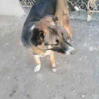 حیوان|سگ|چناران, |دیوار