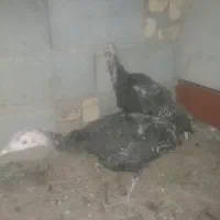 فروش دو عدد بوقلمون محلی دونه 900