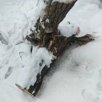 فروش گونی چوب