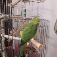 طوطی ملنگون نر
