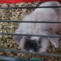 خرگوش لوپ|موش و خرگوش|پردیس, فاز ۲|دیوار