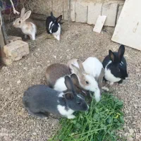 خرگوش|موش و خرگوش|فولادشهر, مسکن مهر فولادشهر|دیوار