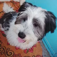 پاکوتا شیتزو نر